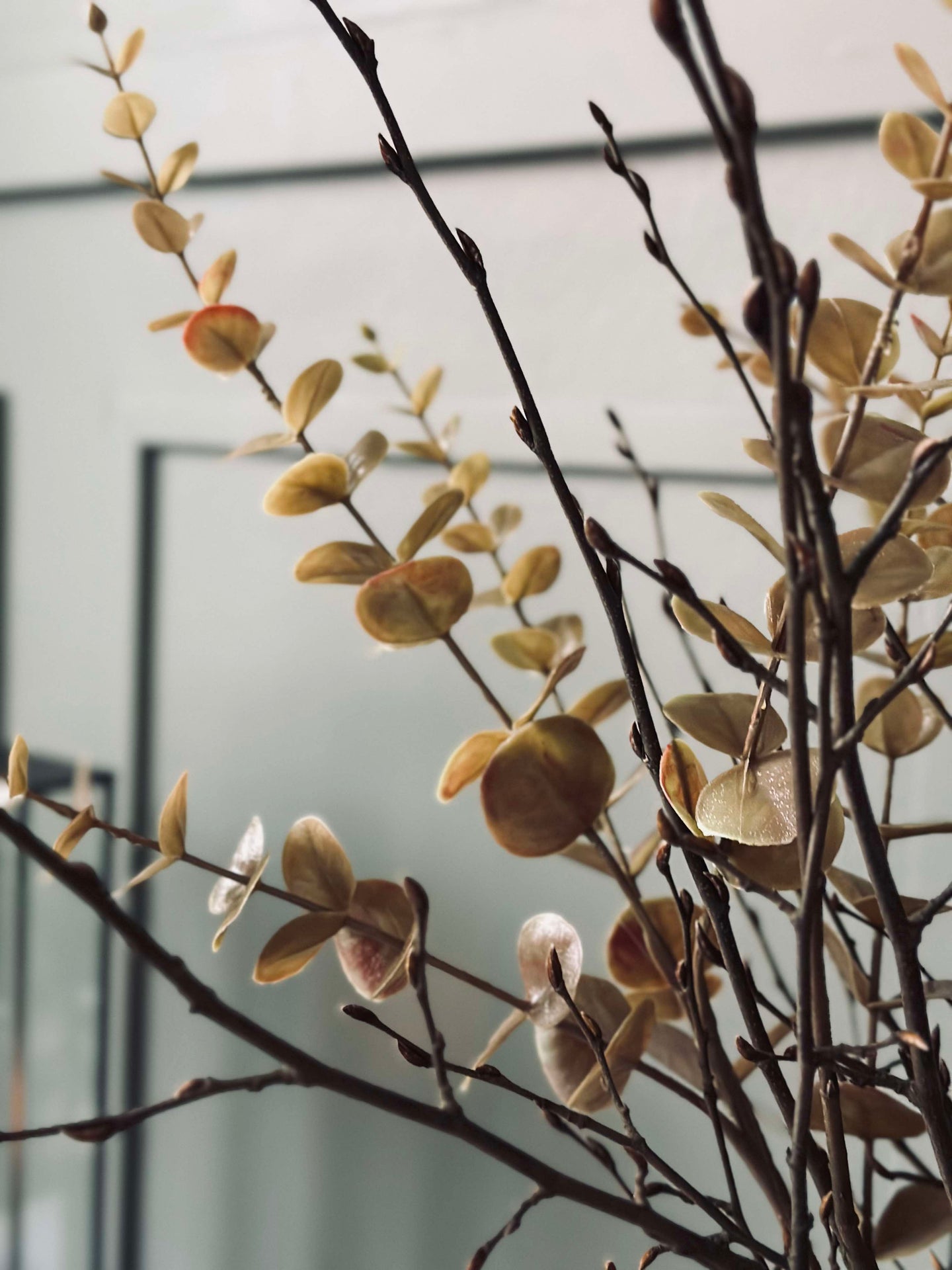 Blumen Eukalyptus – Golden