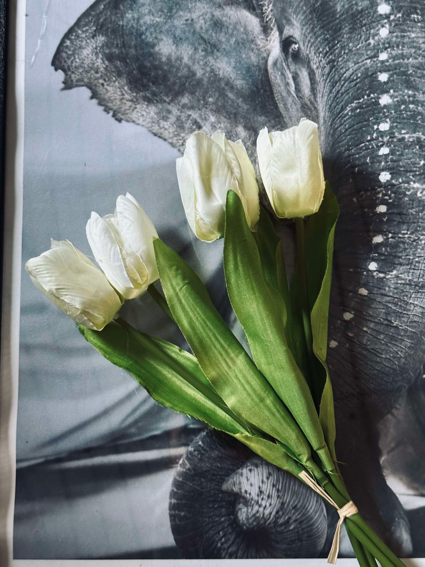 Weiße Tulpen
