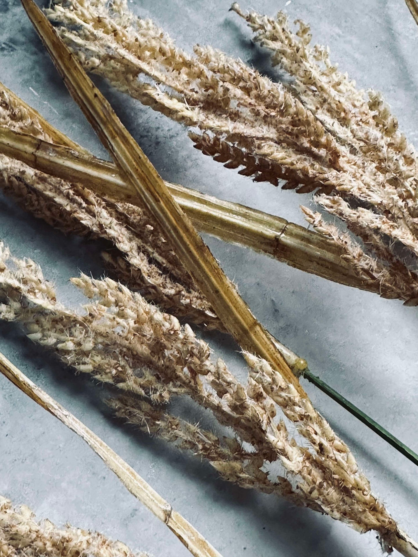 Goldenes Gras