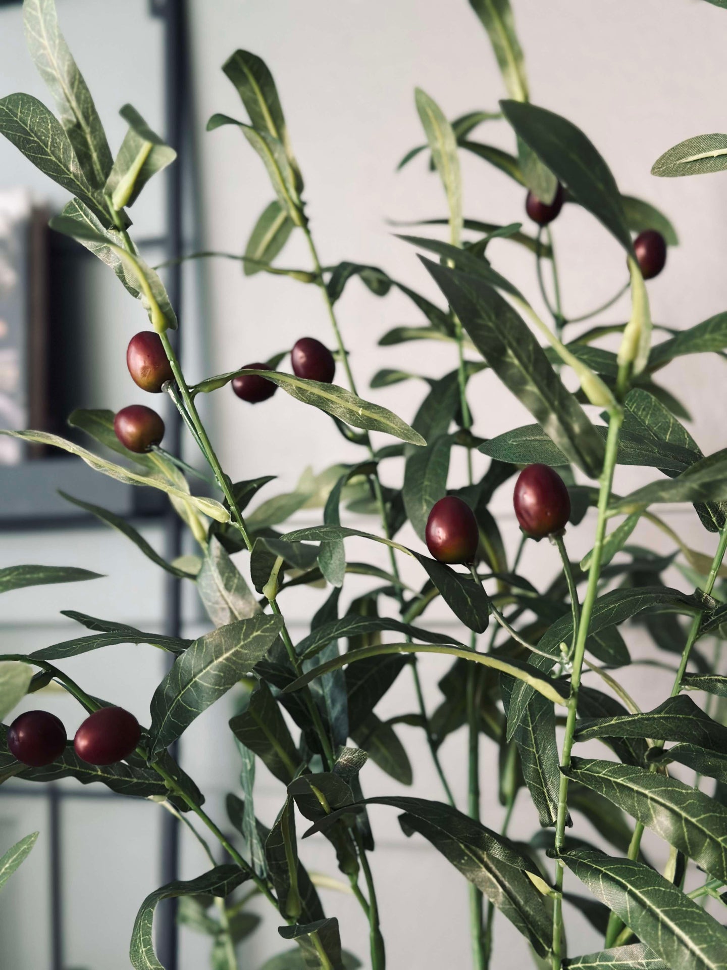 Olivenbaum 85 cm