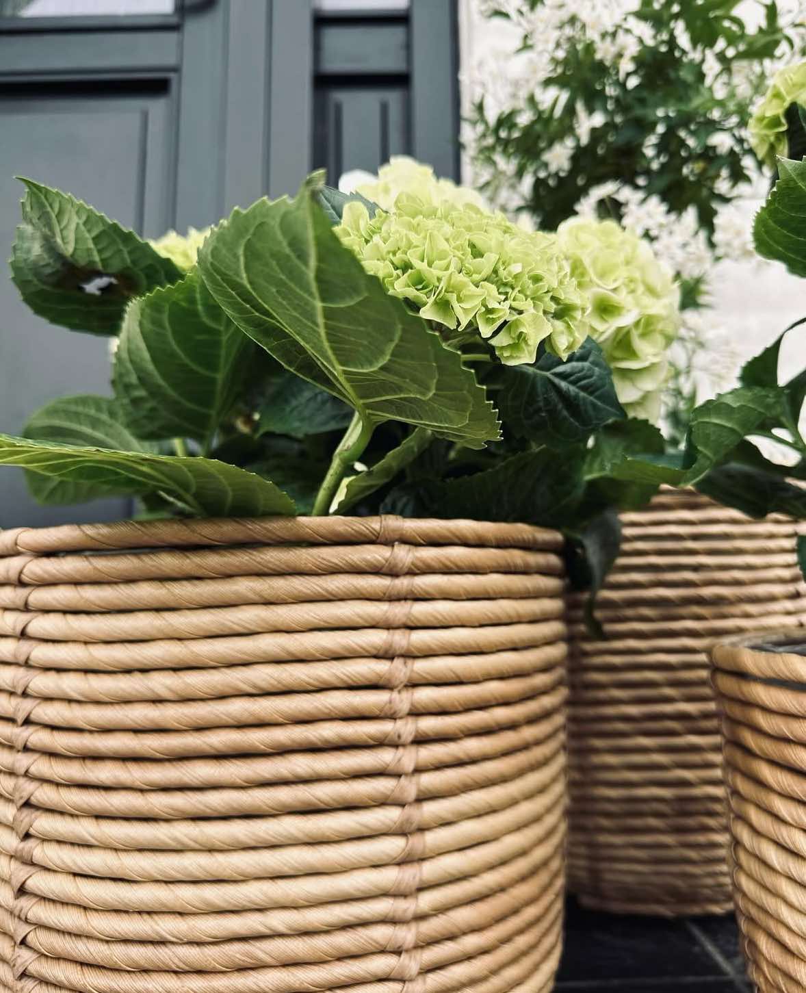 Pflanzenkörbe RATTAN – Set mit 3 Größen