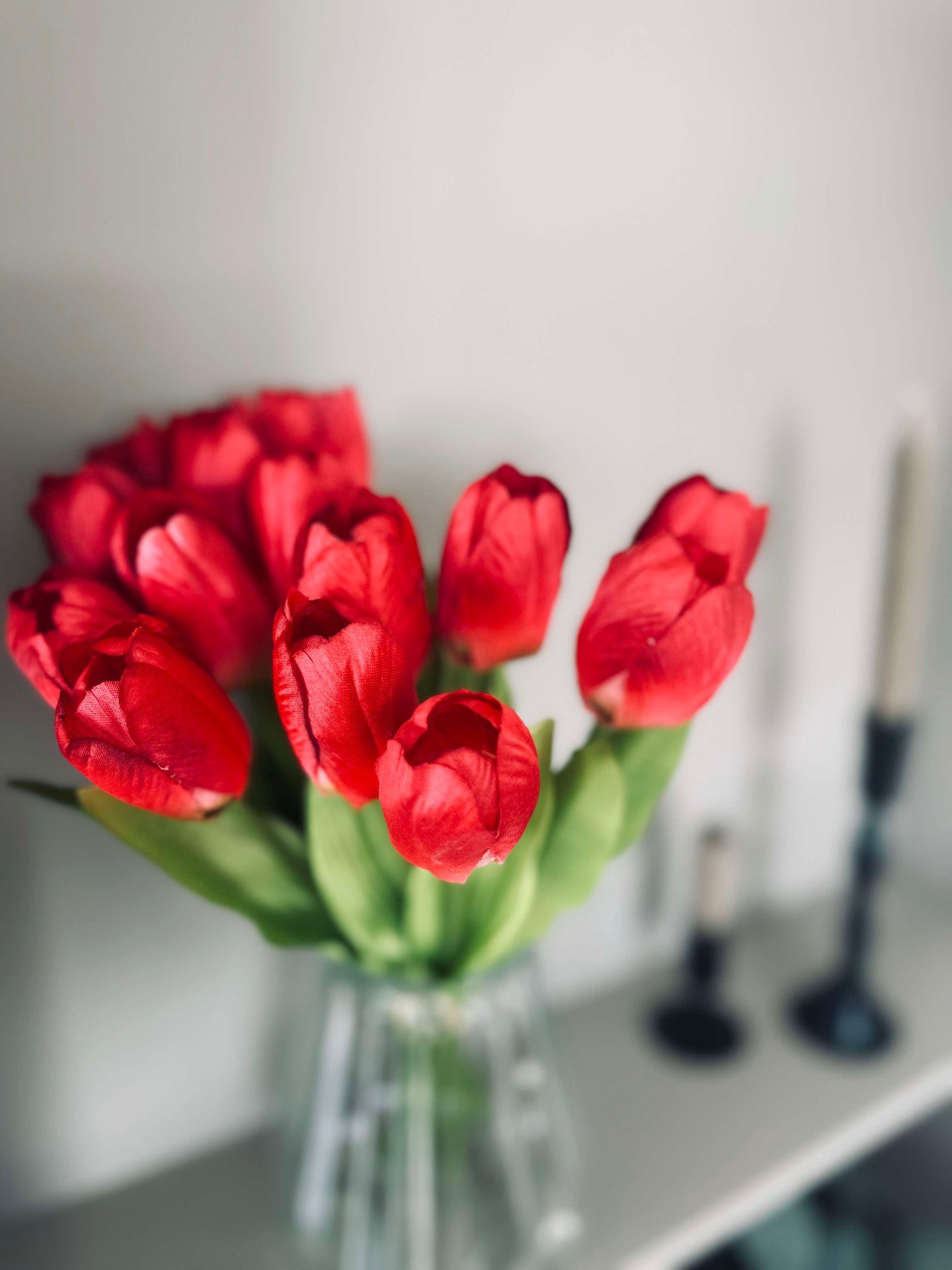 Tulpen Bordeaux