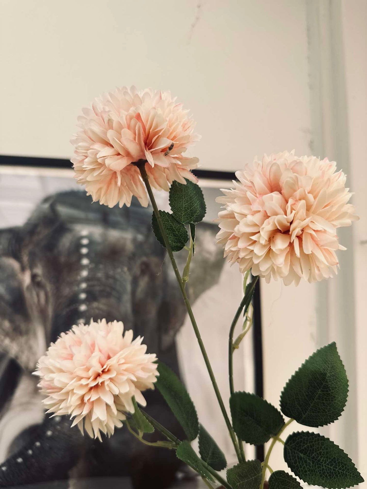 Blume Peach Rose