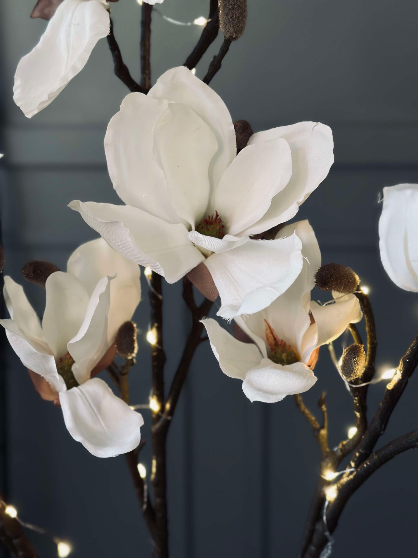 Magnolienzweig mit Licht