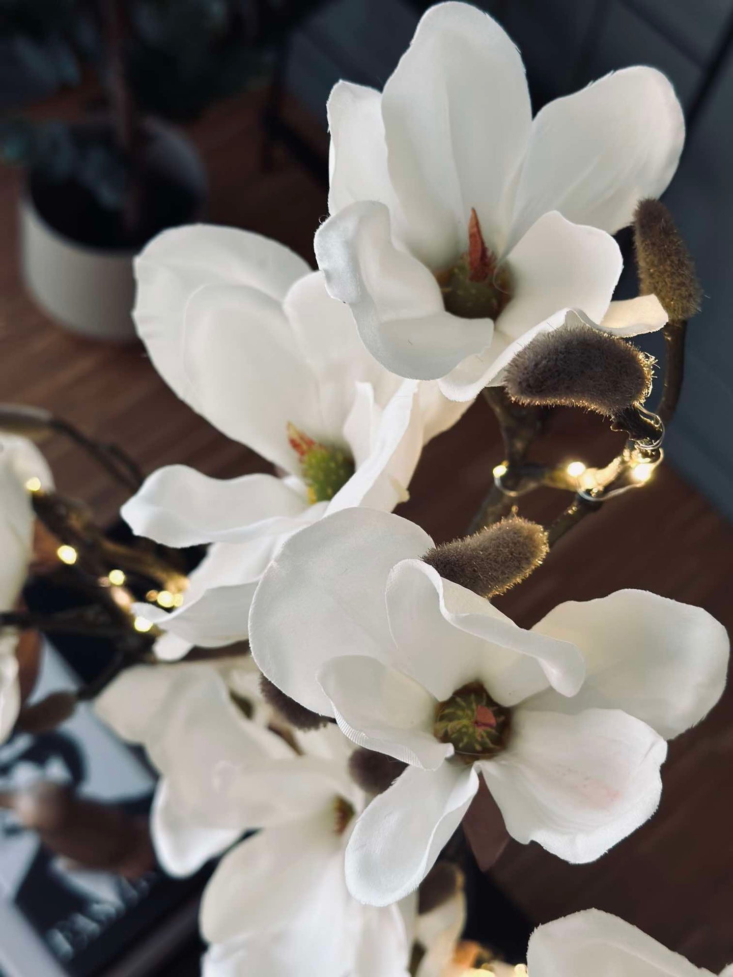 Magnolienzweig mit Licht