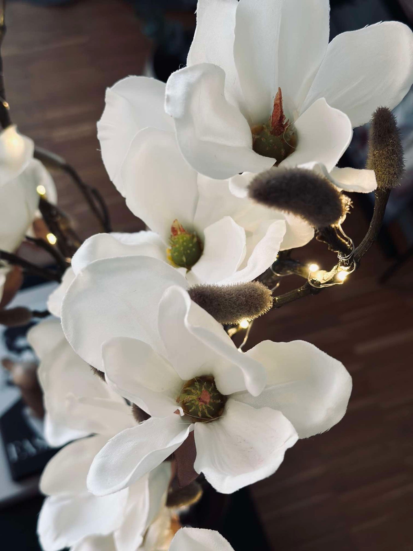 Magnolienzweig mit Licht