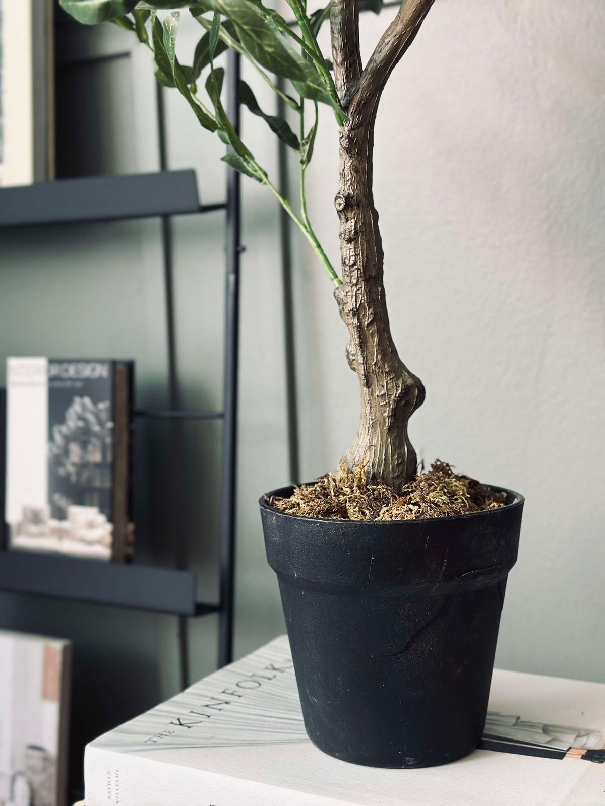 Olivenbaum 85 cm