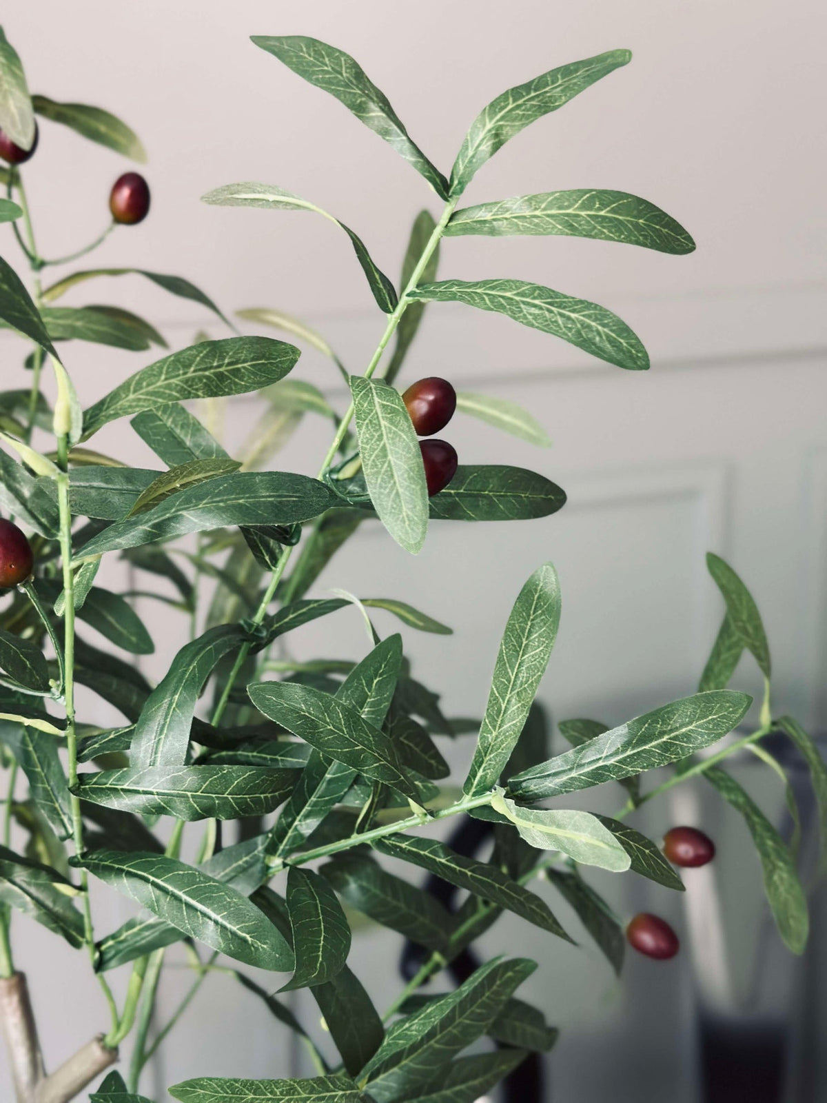 Olivenbaum 85 cm