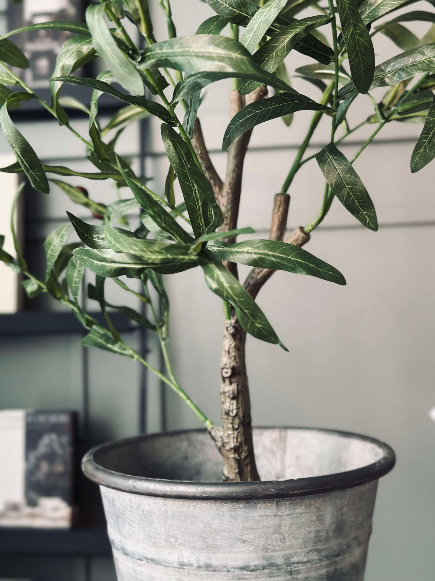 Olivenbaum 85 cm