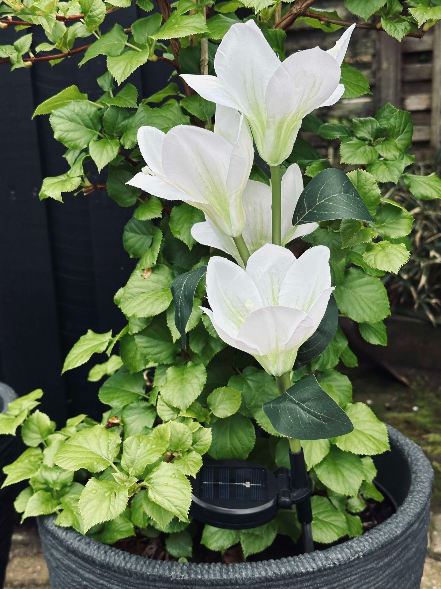 Magnolie mit Solarzellen - Weiß