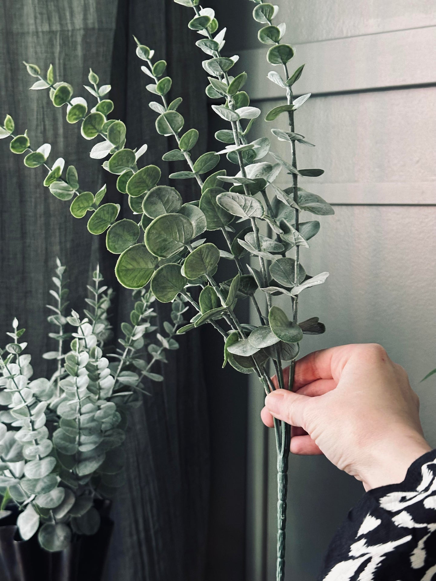 Eukalyptus am Stiel