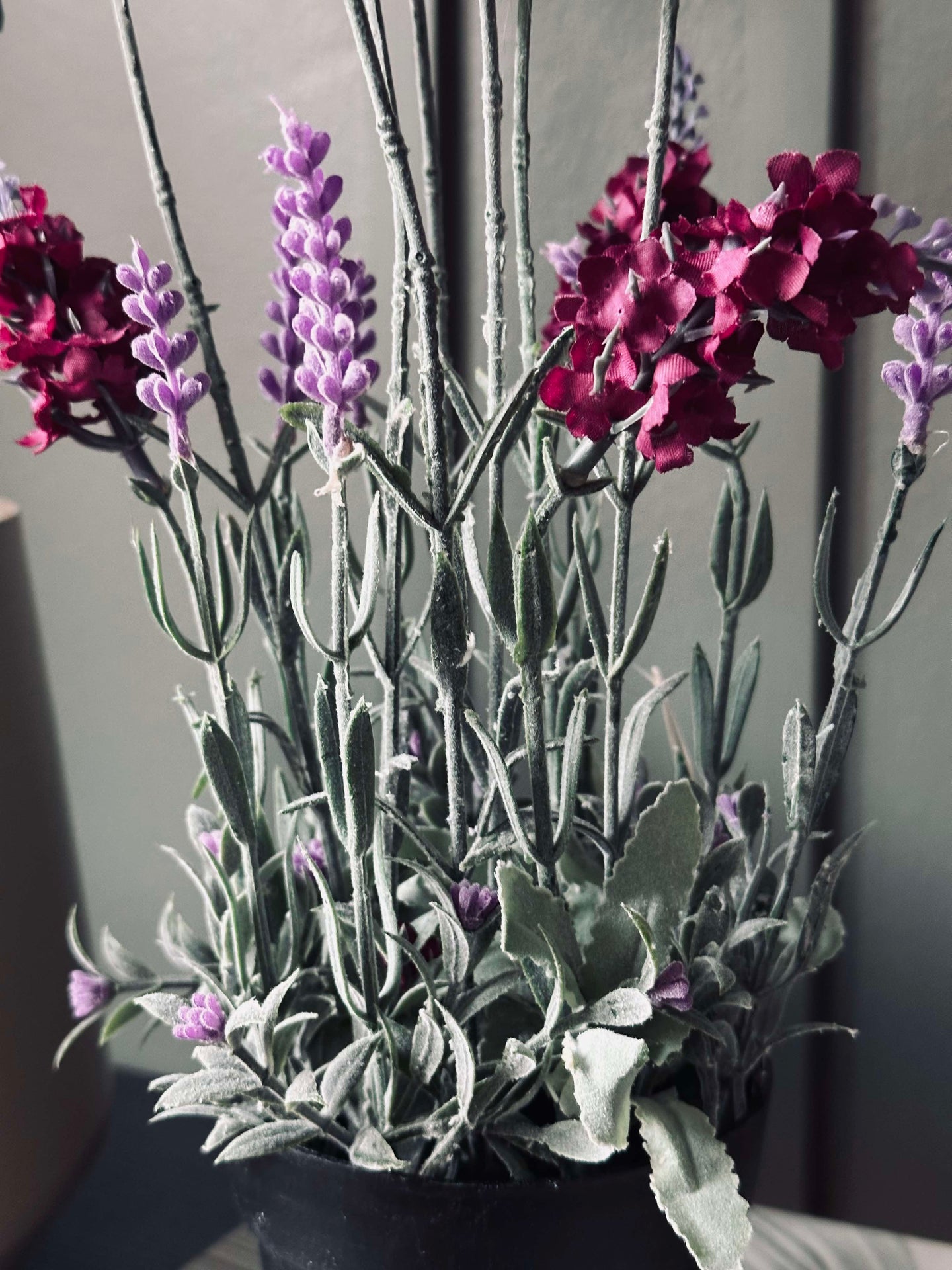 Lavendel 40cm - Himbeere