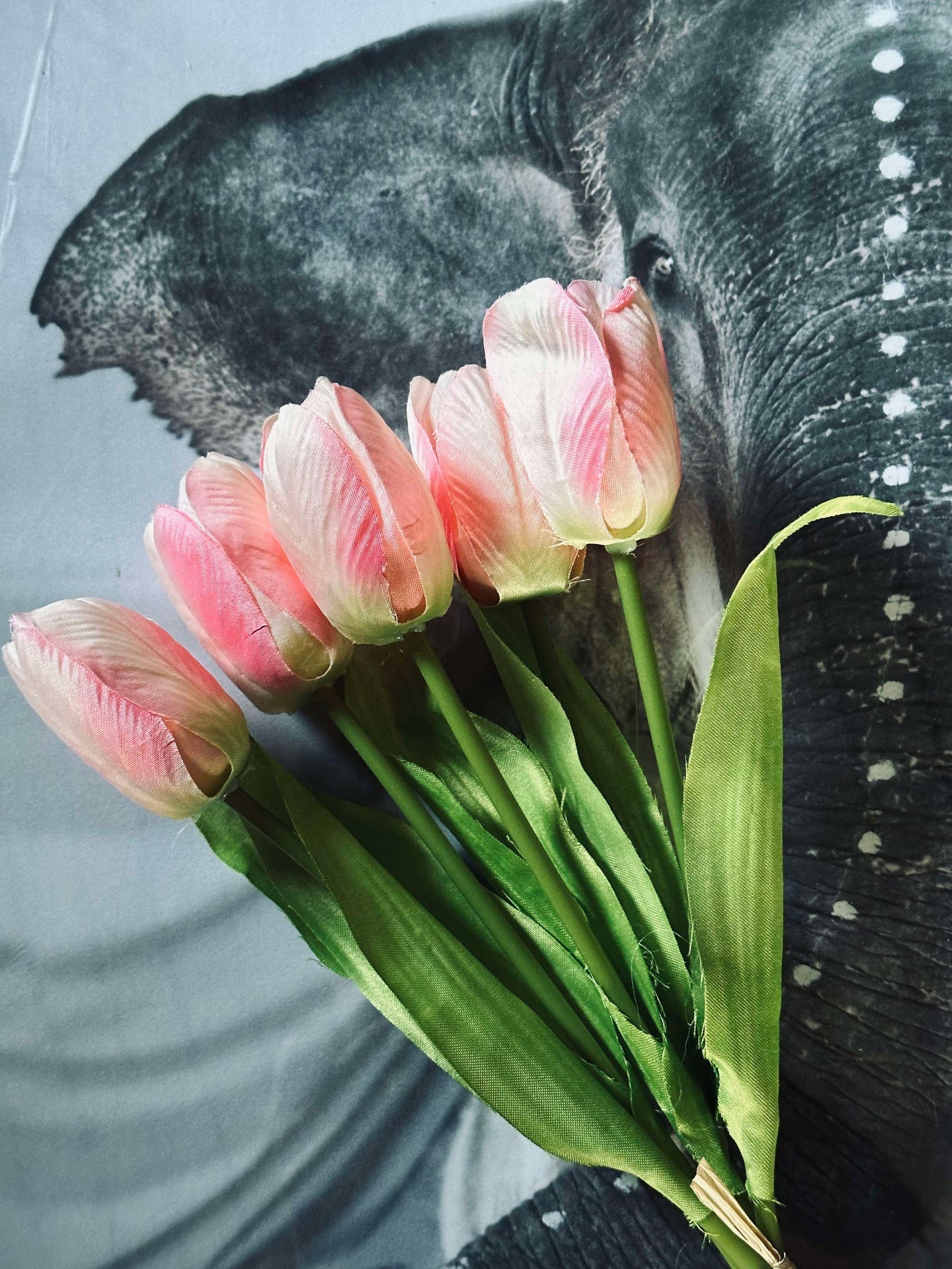 Tulpen Pink