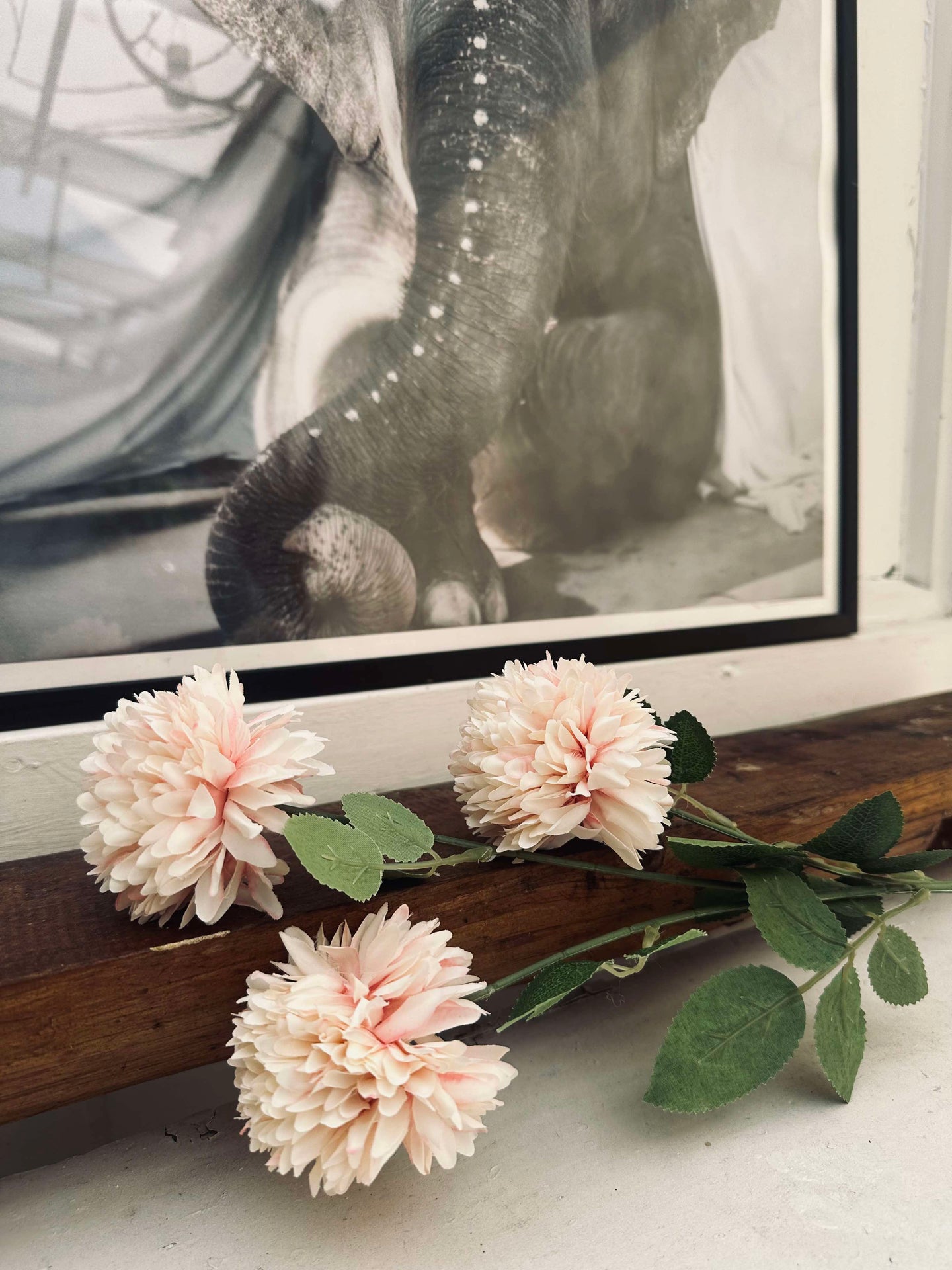 Blume Peach Rose