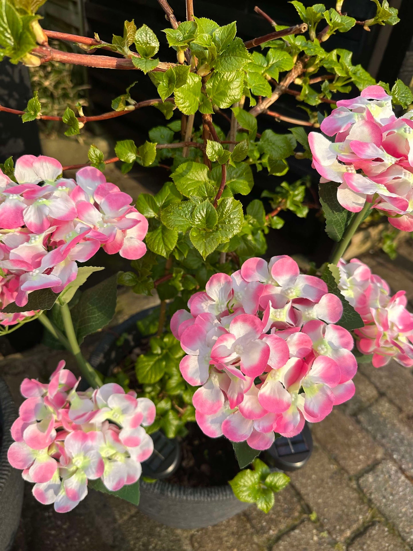 Hortensie mit Solarzellen