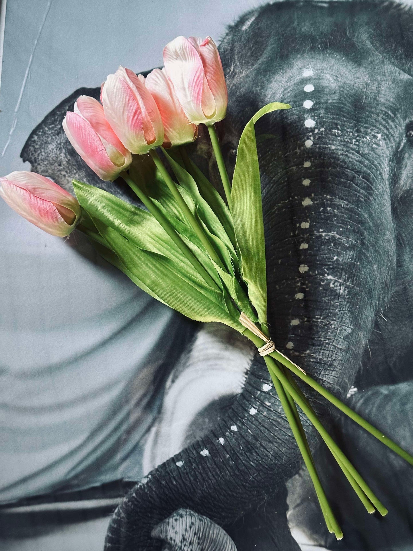 Tulpen Pink