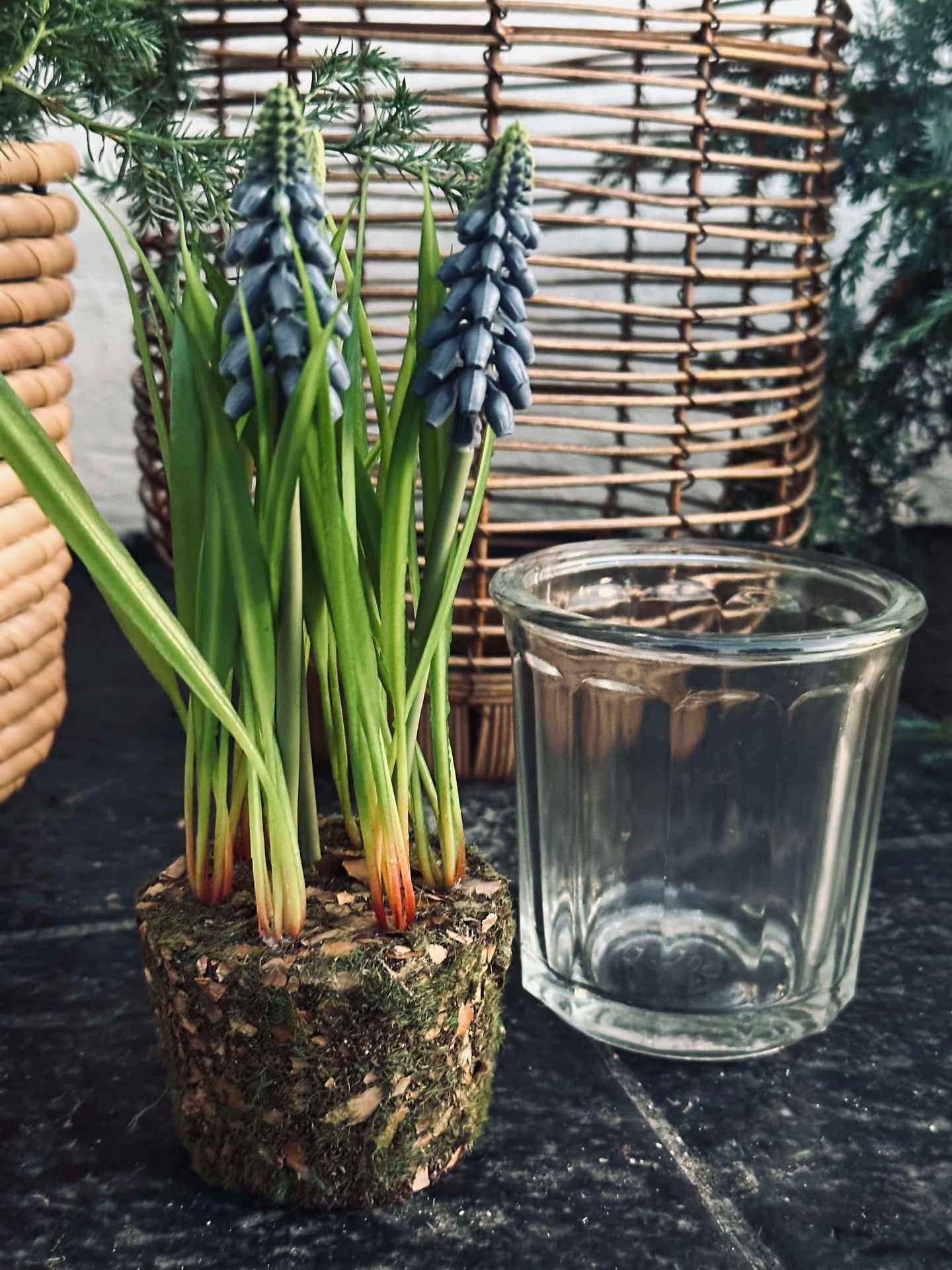 Blume Perlenhyazinthe