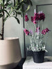 Lavendel 40cm - Himbeere