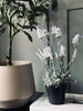 Lavendel 40 cm - Weiß