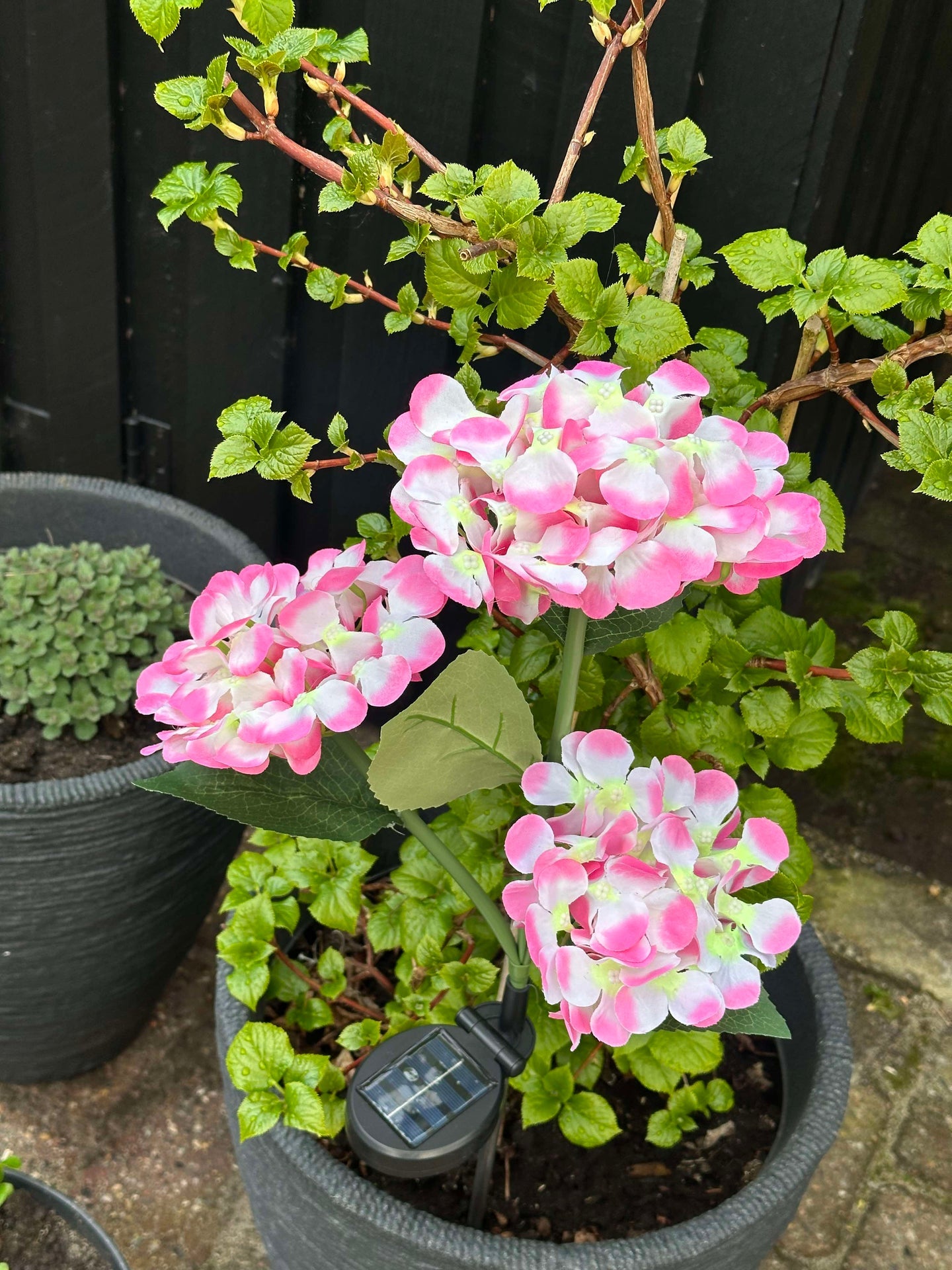 Hortensie mit Solarzellen – Hellrosa
