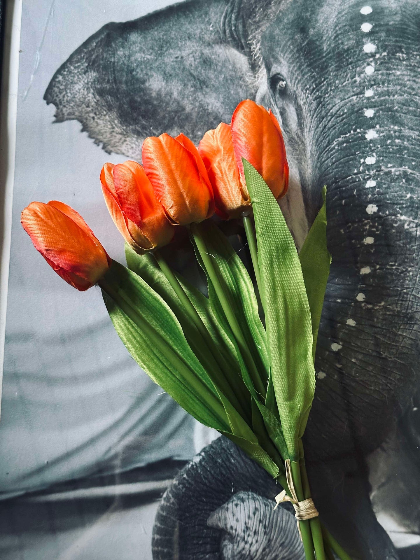 Tulpen Orange