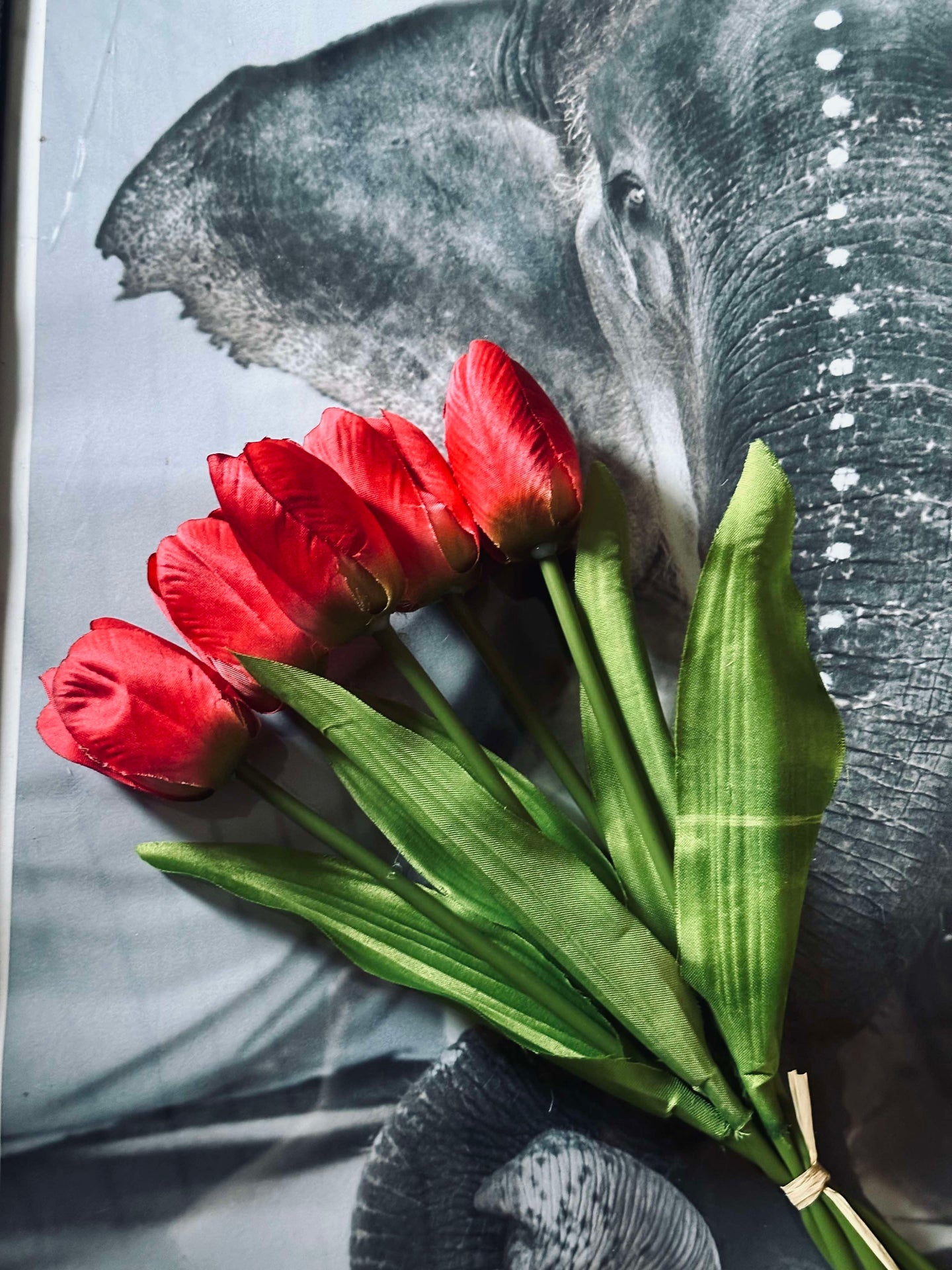 Tulpen Bordeaux