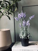 Lavendel 40cm - Helllila