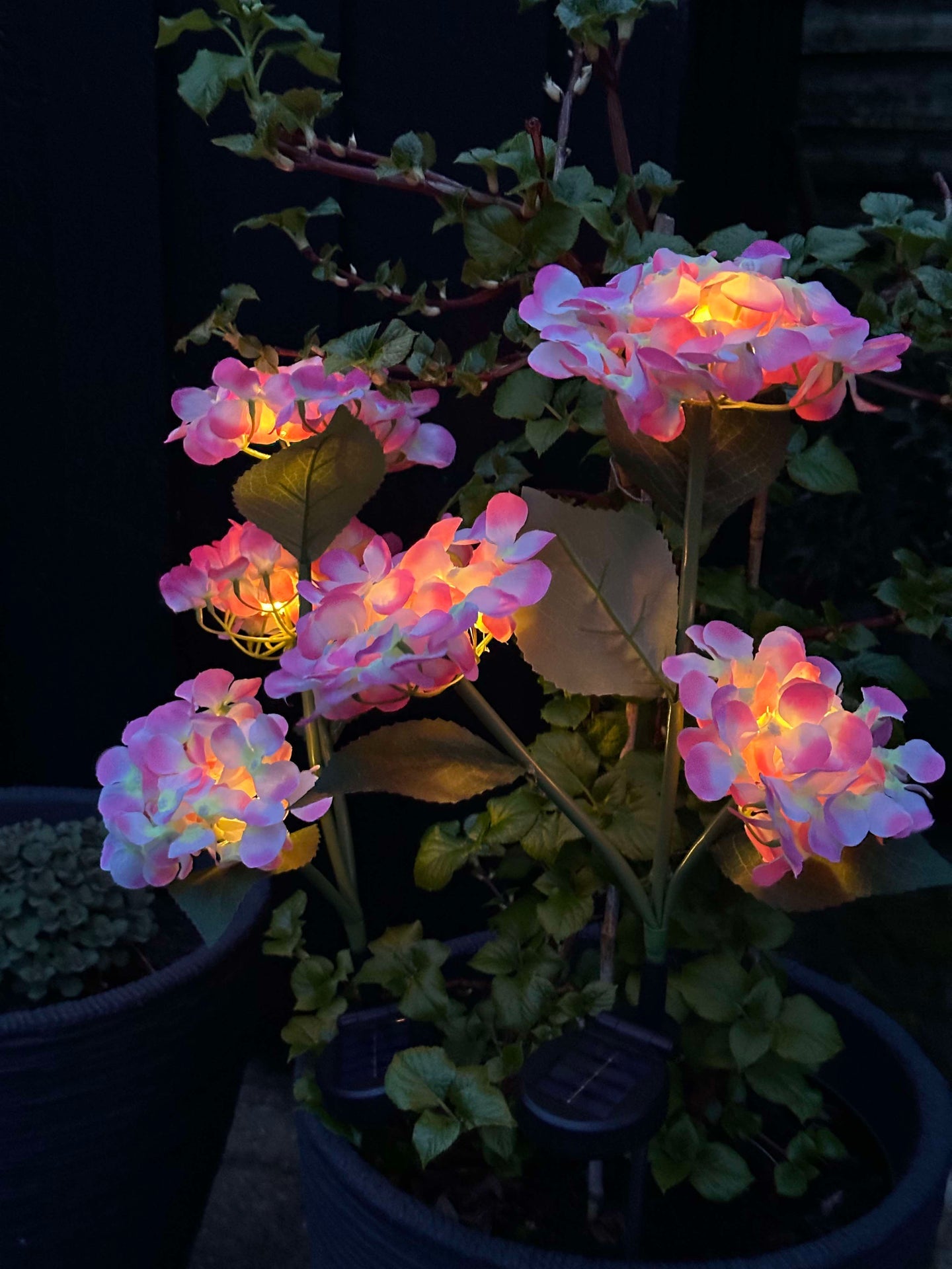 Hortensie mit Solarzellen – Hellrosa