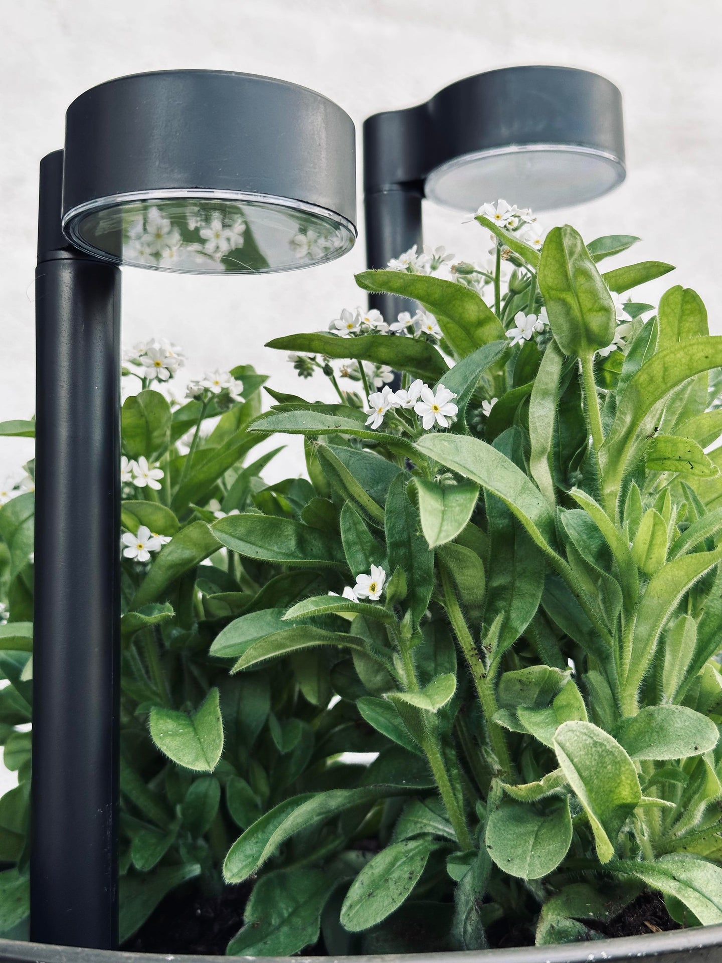 Gartenlampe Nancy mit Solar – Set mit 4 Stück.