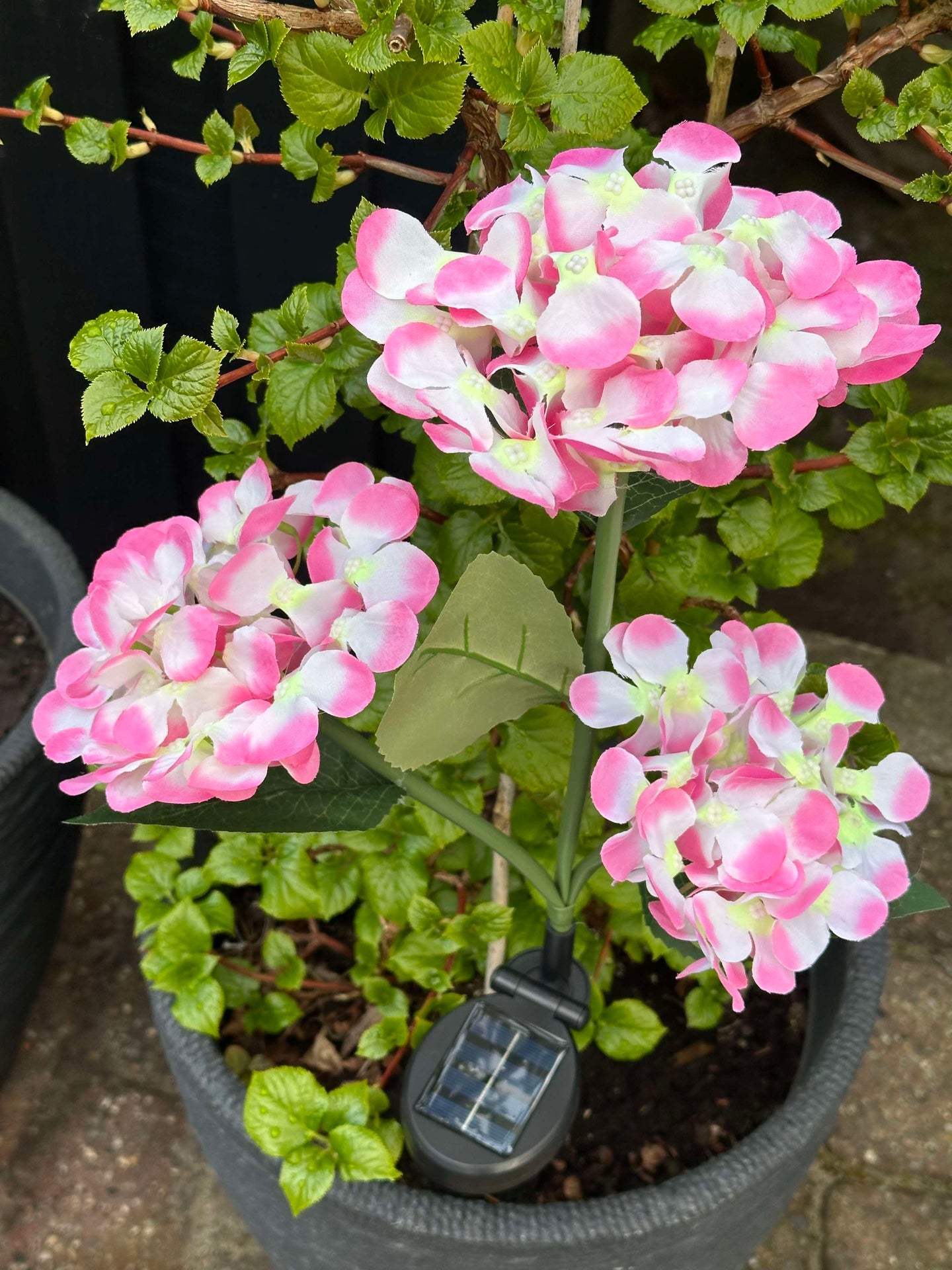 Hortensie mit Solarzellen
