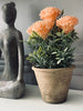 Blume im rustikalen Topf - Coral