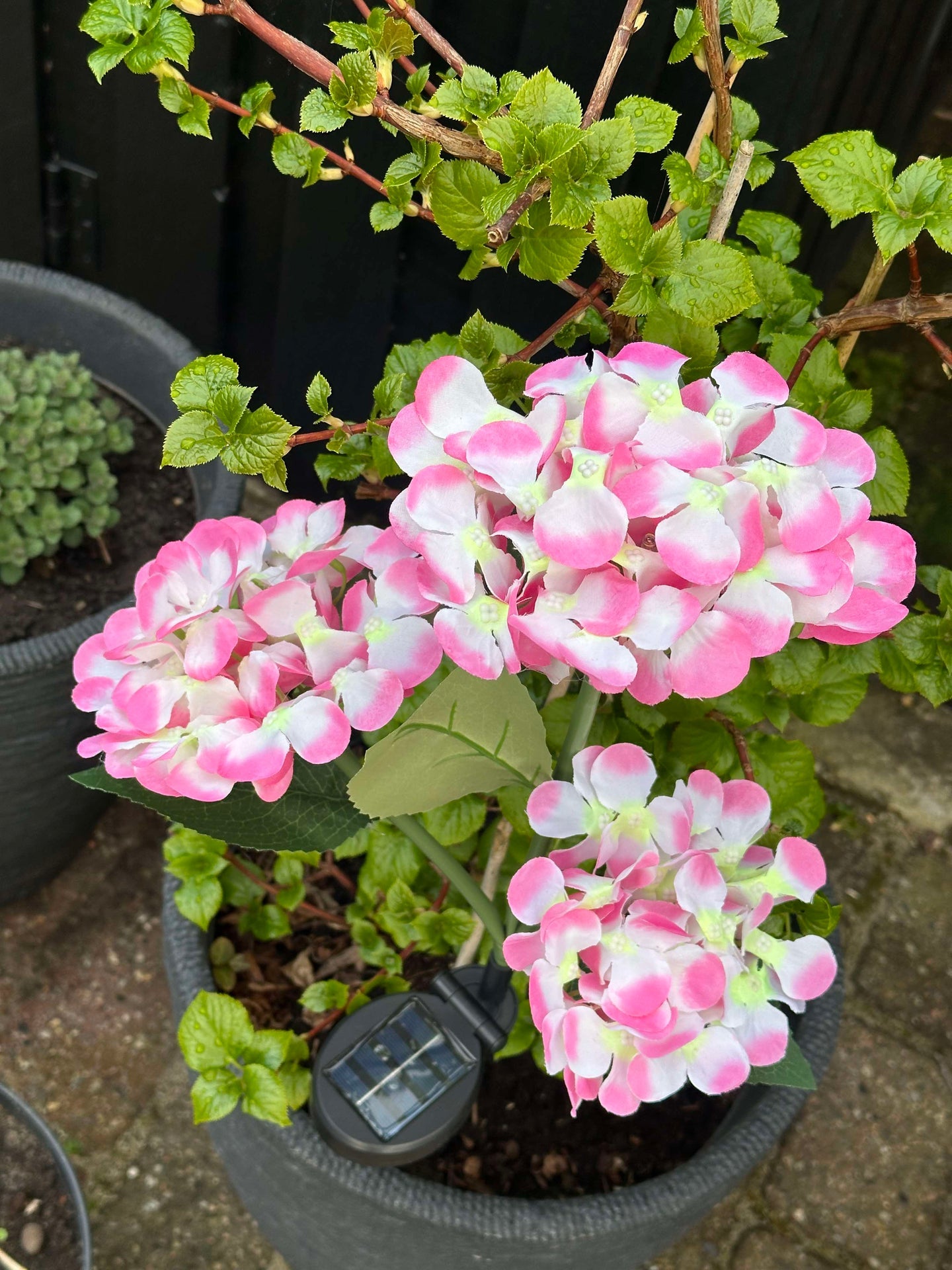 Hortensie mit Solarzellen – Hellrosa