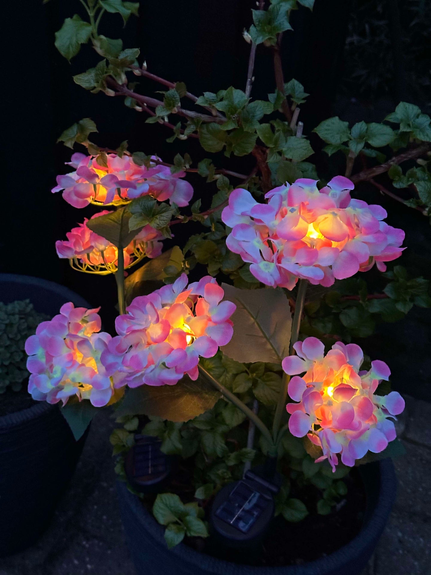 Hortensie mit Solarzellen – Hellrosa