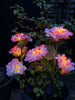 Hortensie mit Solarzellen