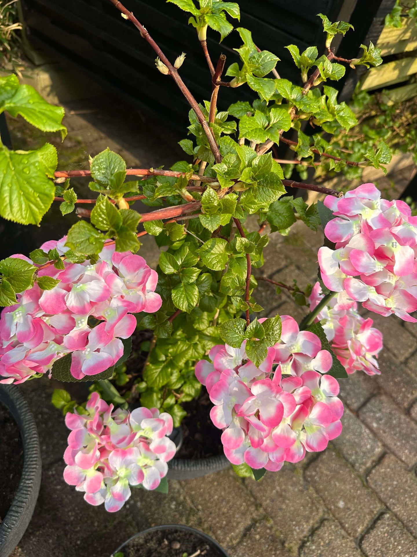 Hortensie mit Solarzellen