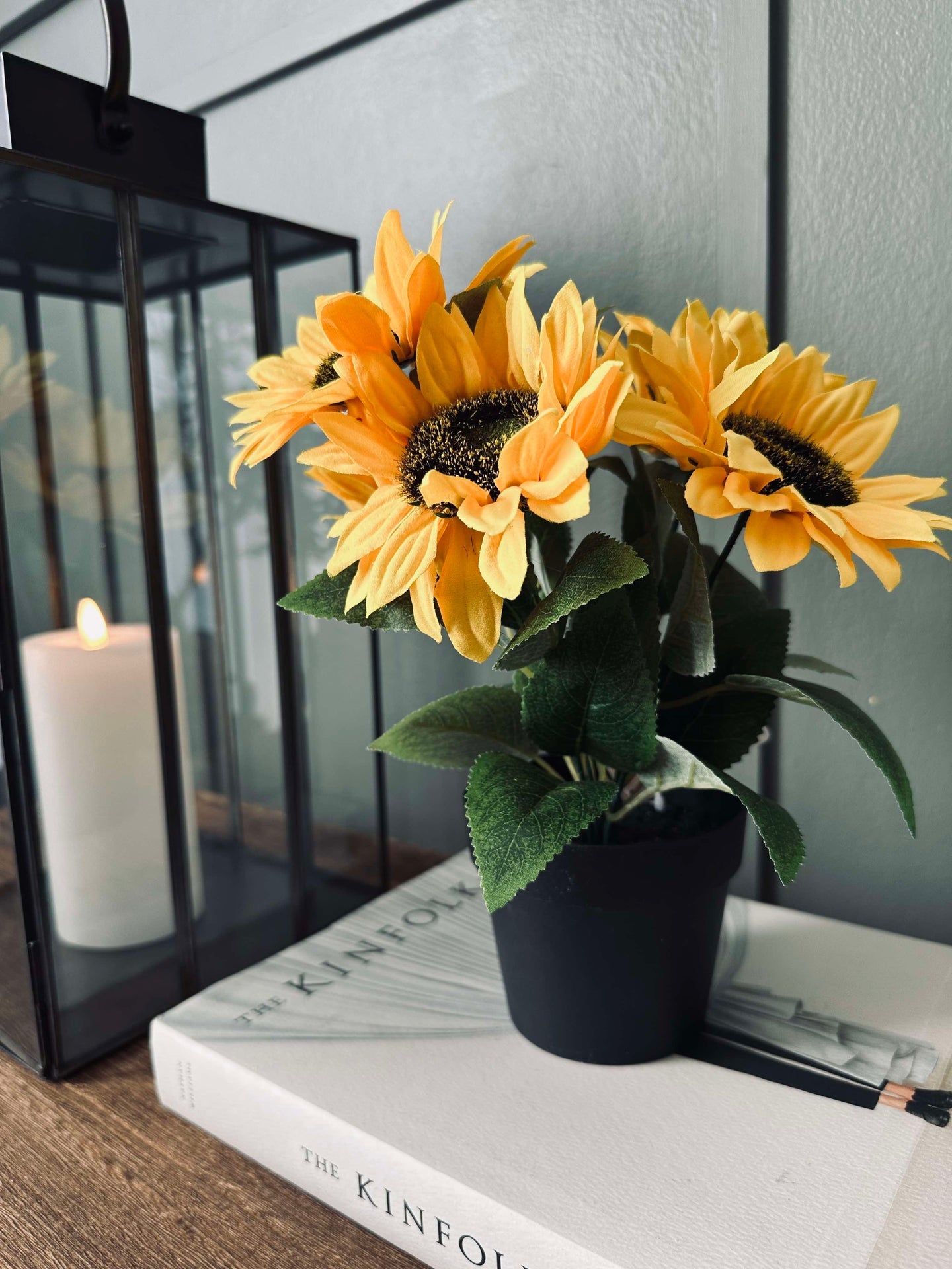 Sonnenblume im Topf