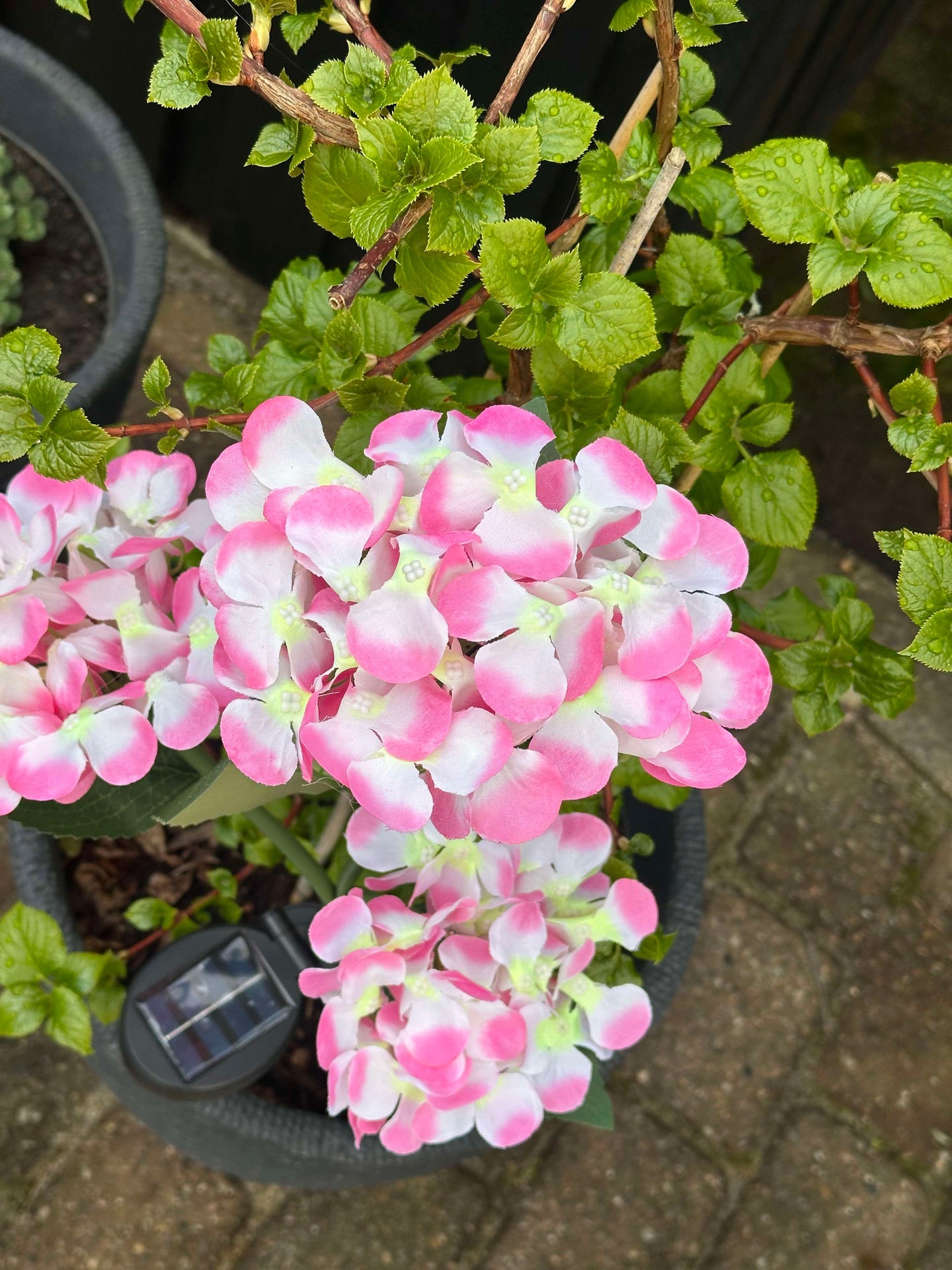 Hortensie mit Solarzellen