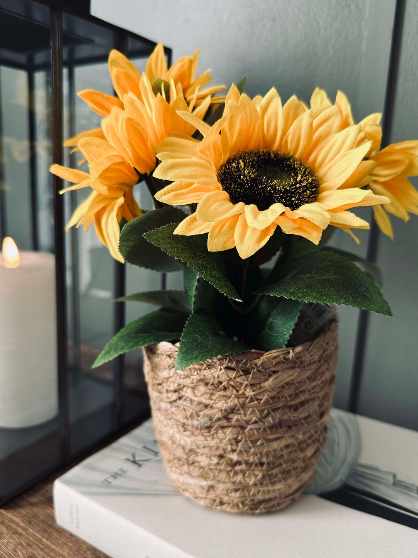 Sonnenblume im Topf
