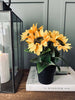 Sonnenblume im Topf