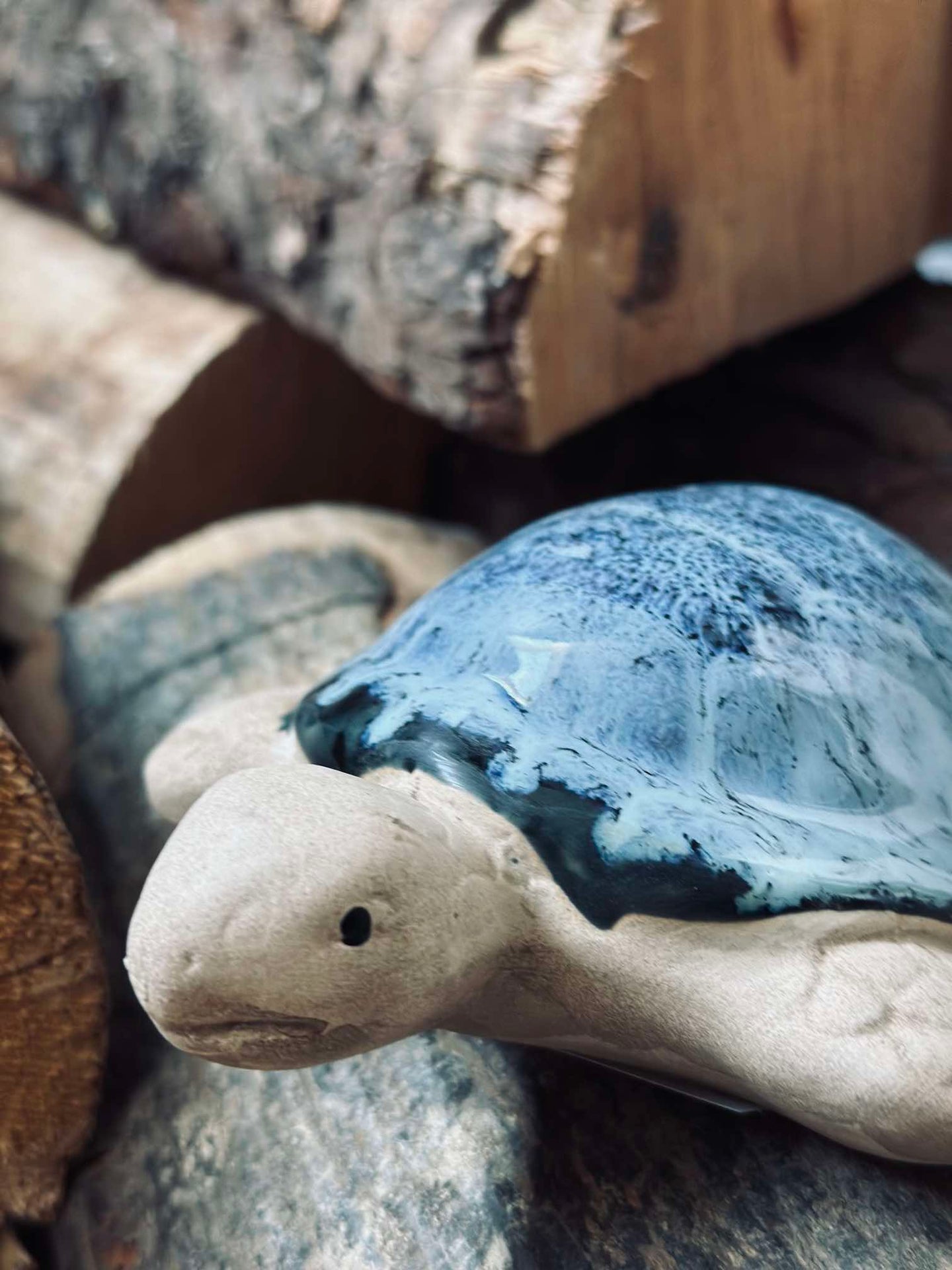 Schildkröte MIX