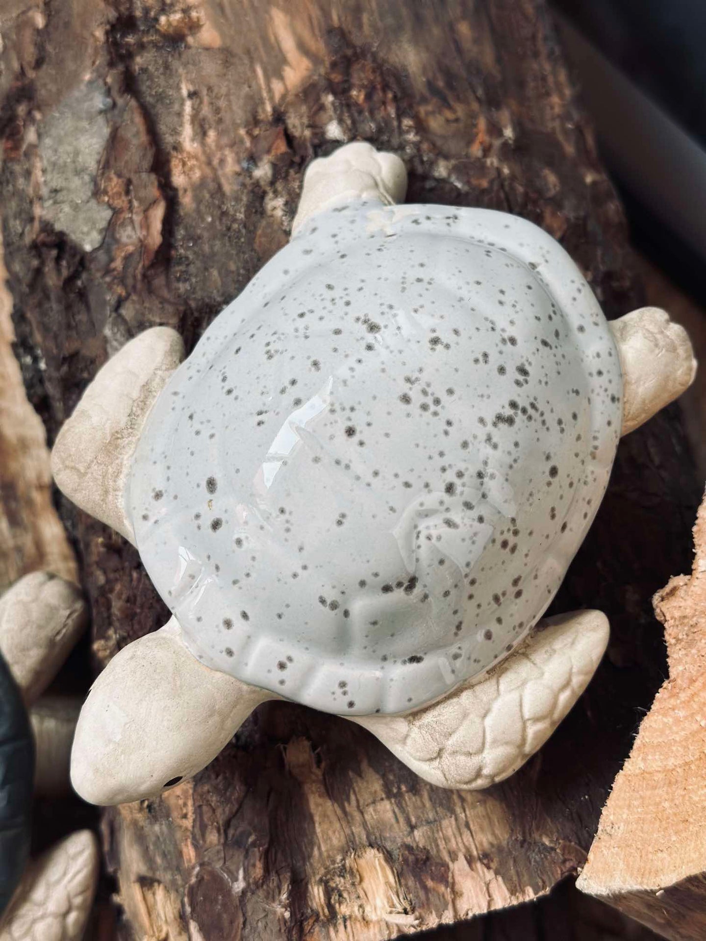 Schildkröte MIX