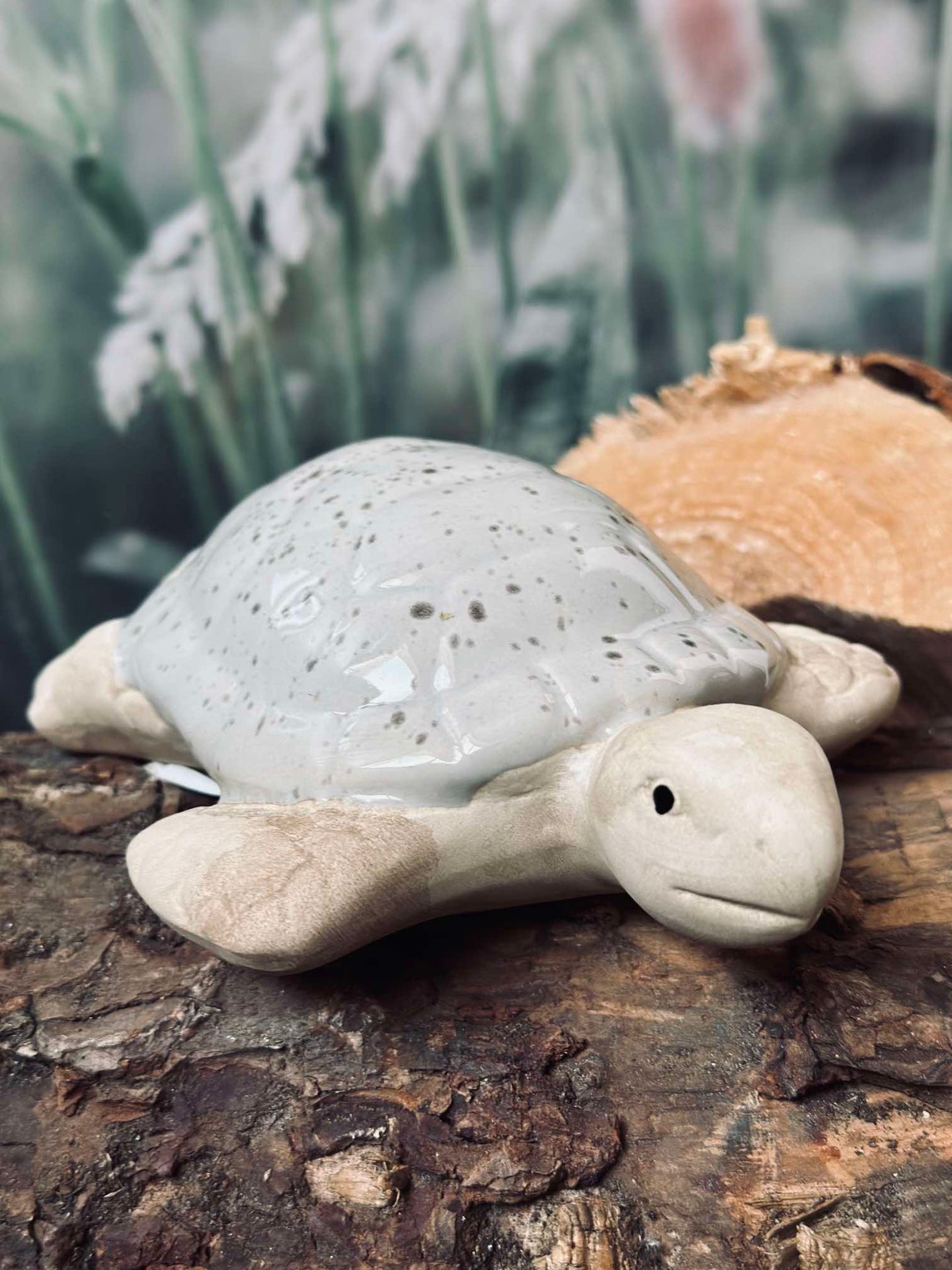 Schildkröte MIX