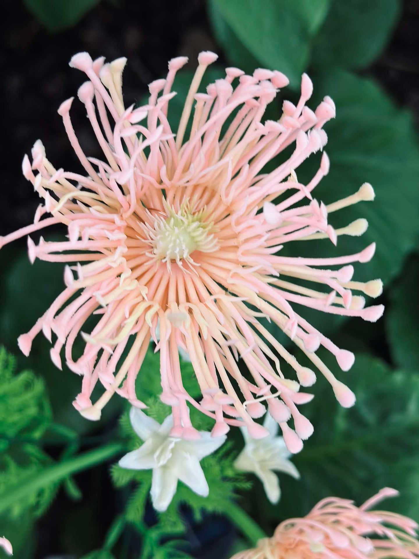 Blume mit Solarzellen - Spider Lili Rosa