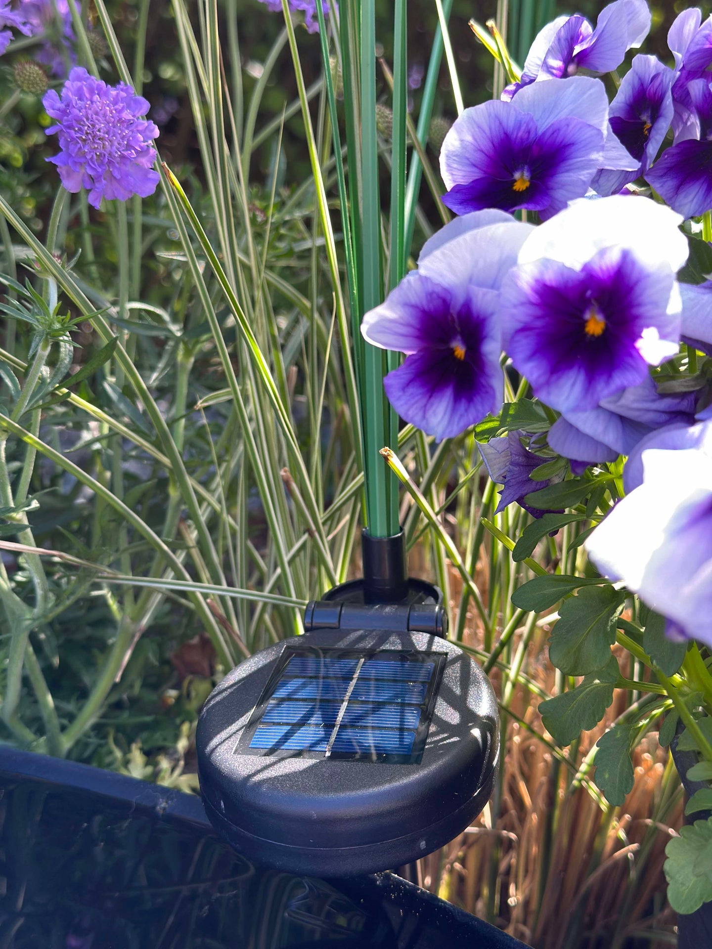 Pampas mit Solar