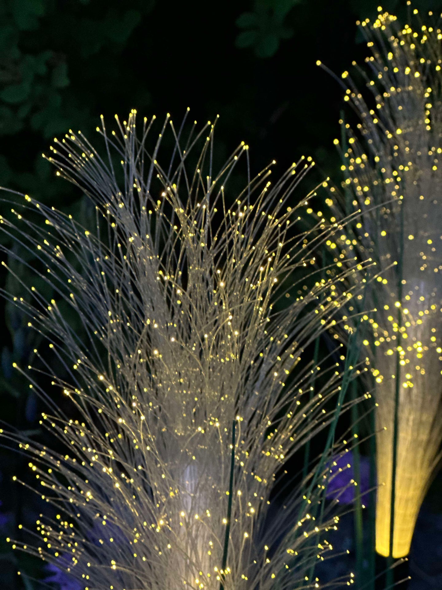 Pampas mit Solar