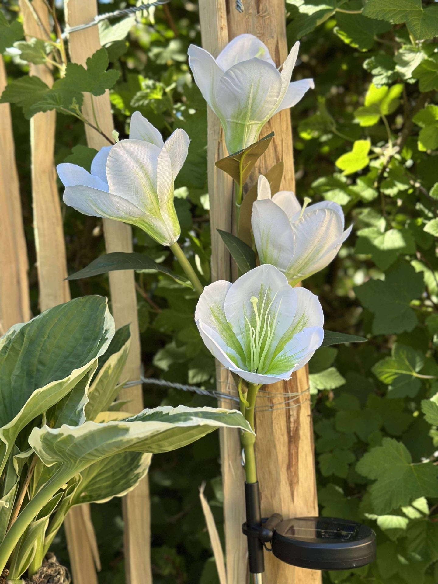 Magnolie mit Solarzellen - Weiß