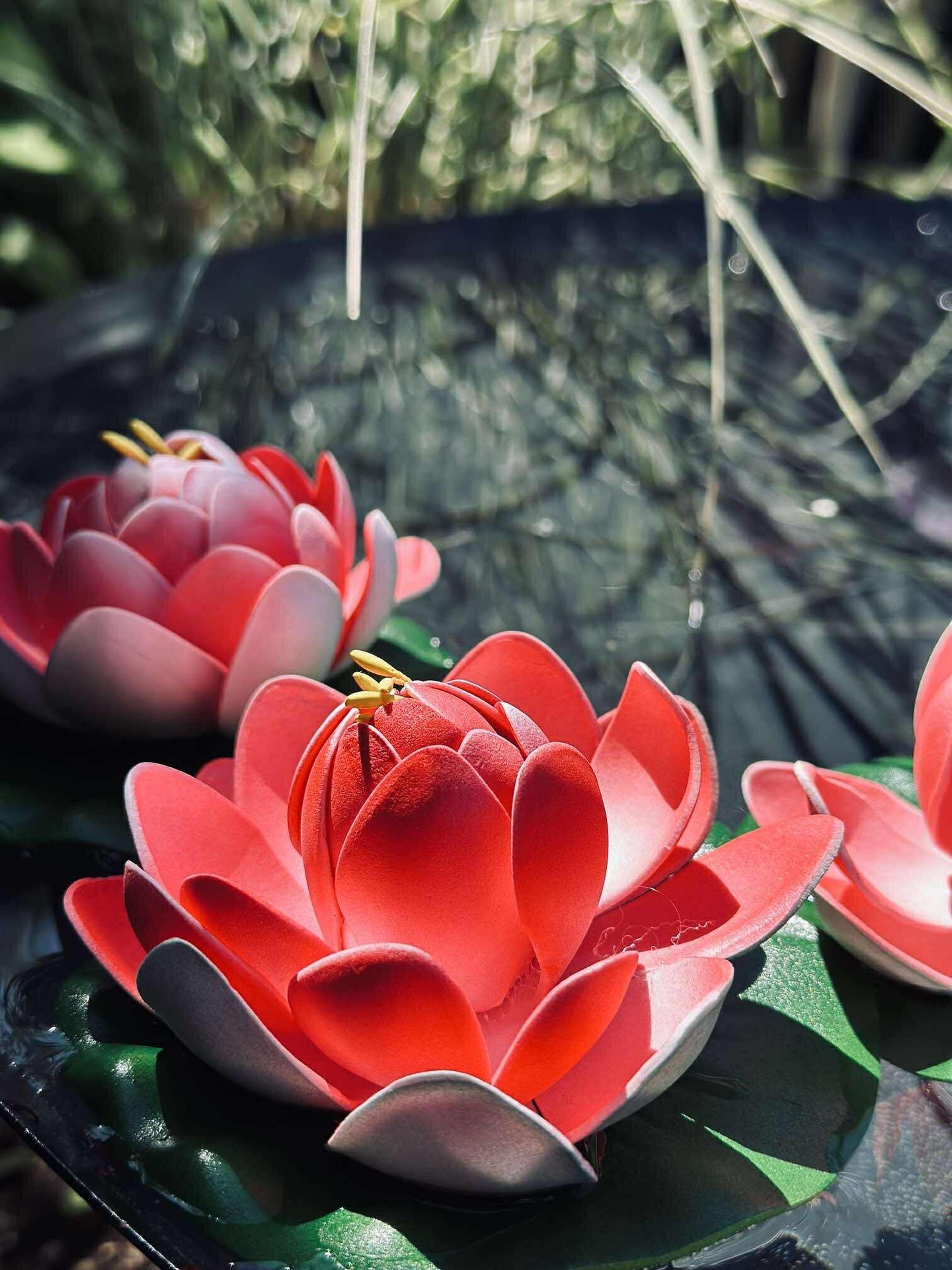 Lotus - Mehrere Farben