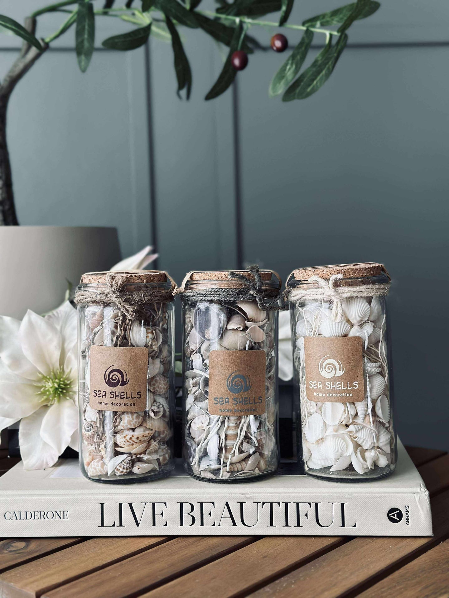 Strandmuscheln im Glas - MIX