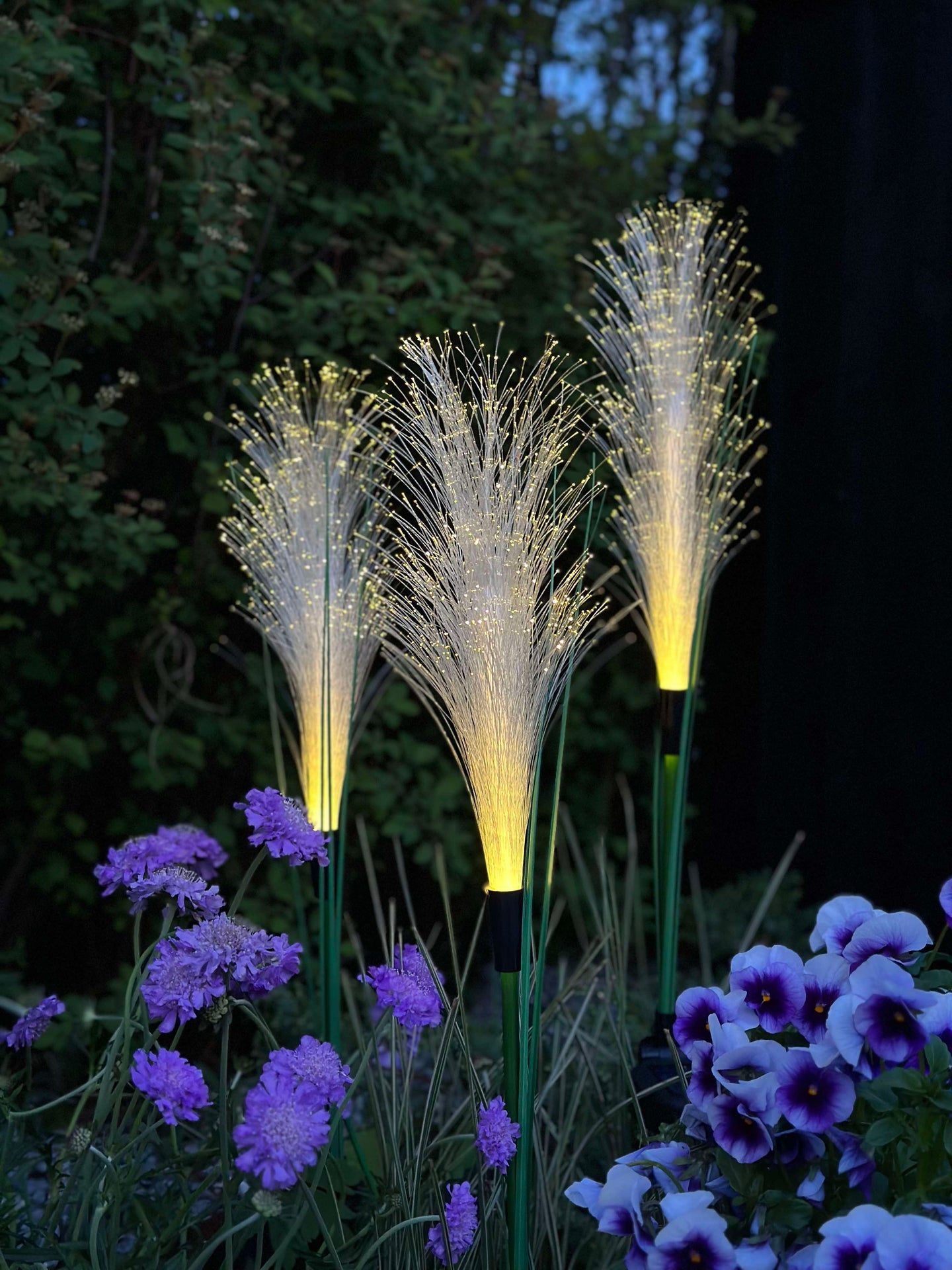 Pampas mit Solar