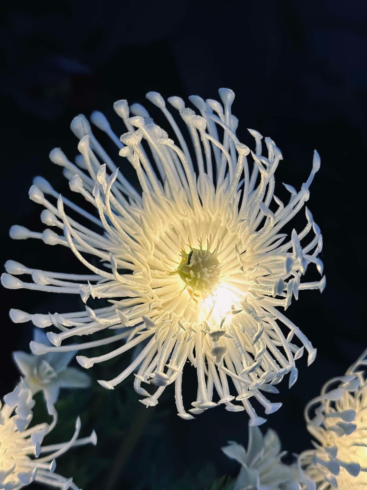 Blume mit Solarzellen - Spider Lili weiß
